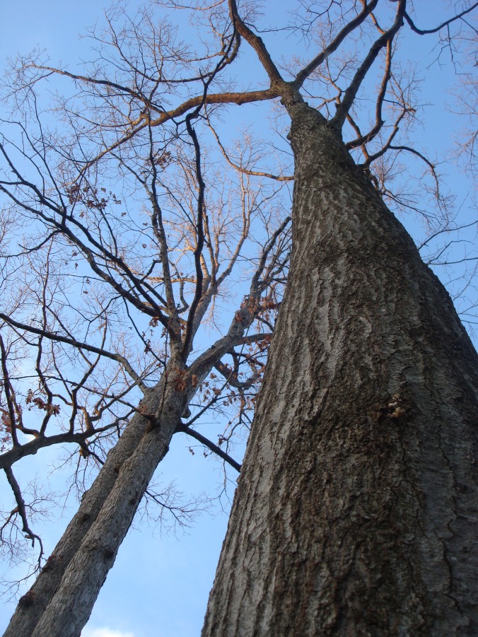 tall oaks